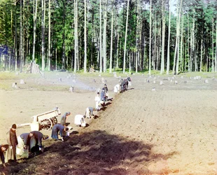 Mönche pflanzen Kartoffeln in der Nähe des Gethsemane-Klosters, Wolga, Russisches Reich, 1910